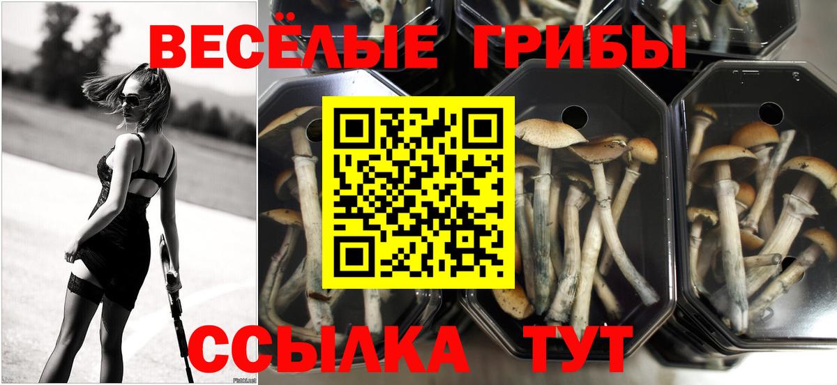 Псилоцибиновые грибы прущие грибы Долгопрудный